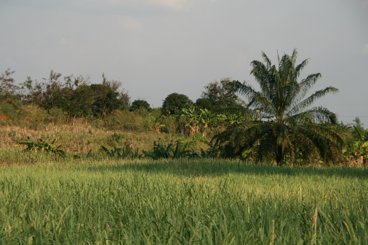 Bilder fra reisen Dar Es Salaam til Udzungwa
